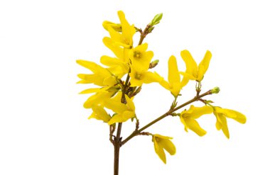 Beyaz arka planda izole edilmiş Forsythia 'nın çiçekli dalları
