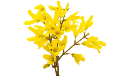 Beyaz arka planda izole edilmiş Forsythia 'nın çiçekli dalları