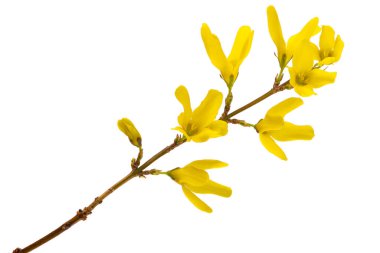 Beyaz arka planda izole edilmiş Forsythia 'nın çiçekli dalları