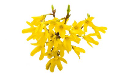 Beyaz arka planda izole edilmiş Forsythia 'nın çiçekli dalları