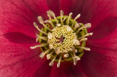 Beyaz arkaplanda izole kırmızı çicek