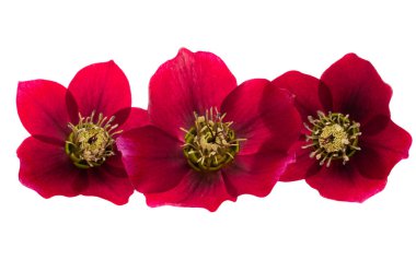 Beyaz arkaplanda izole kırmızı çicek