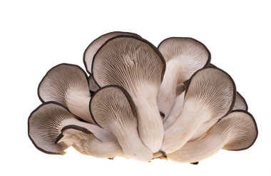 Beyaz arka planda yalıtılmış istiridye mantarları