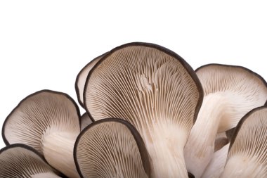 Beyaz arka planda yalıtılmış istiridye mantarları
