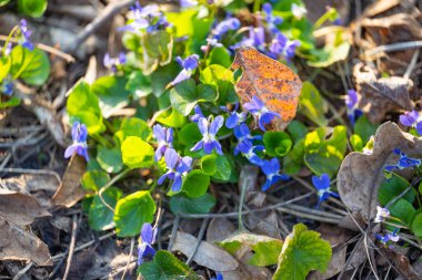 İlkbaharda bir çayırda büyüyen güzel menekşeler