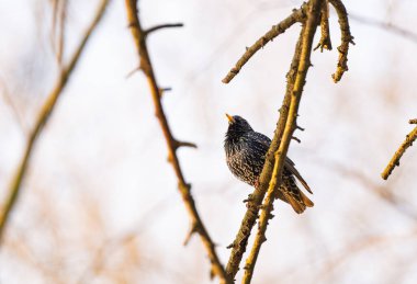 İlkbaharda bir ağaçta benekli sığırcık.