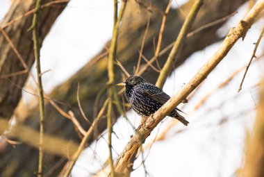 İlkbaharda bir ağaçta benekli sığırcık.