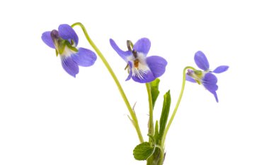 Orman Menekşe beyaz arka plan üzerinde izole