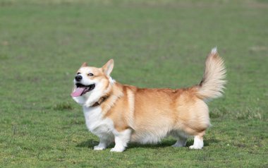 Galli Corgi Pembroke bir yürüyüş yapıyor.