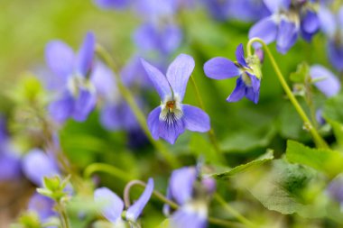 İlkbaharda bir çayırda büyüyen güzel menekşeler