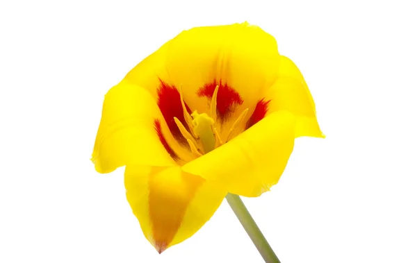 Geel Rode Tulp Geïsoleerd Witte Achtergrond — Stockfoto