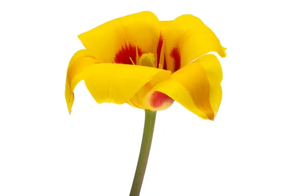 Желто Красный Тюльпан Белом Фоне — стоковое фото