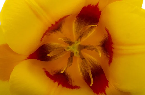 Fondo Tulipán Amarillo Cerca — Foto de Stock