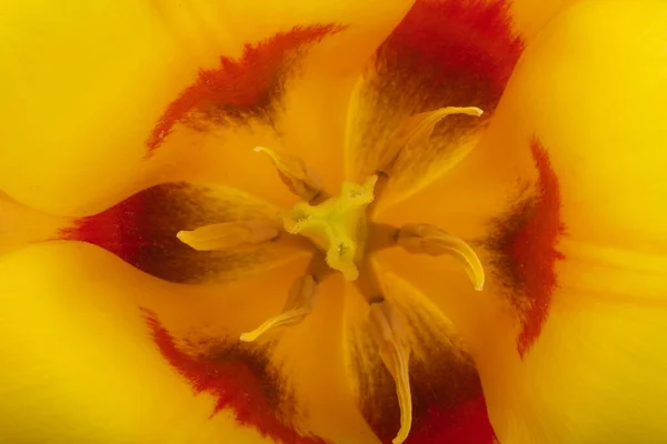 Pozadí Žlutého Tulipánu Zavřít — Stock fotografie