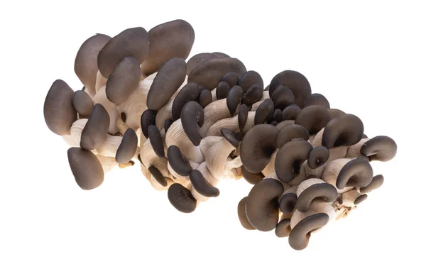 Oyster Mushrooms Isolated White Background — Stock Photo, Image