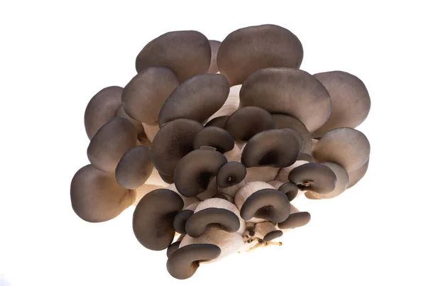 在白色背景下分离的牡蛎蘑菇 — 图库照片