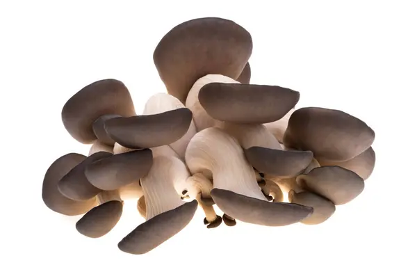 Funghi Ostrica Isolati Fondo Bianco — Foto Stock