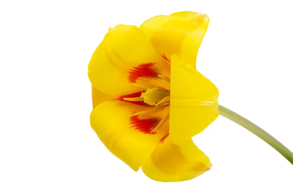 Gelb Rote Tulpe Isoliert Auf Weißem Hintergrund — Stockfoto