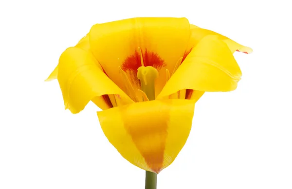 Tulipano Giallo Rosso Isolato Fondo Bianco — Foto Stock