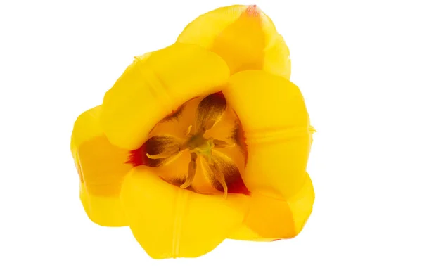 Yellow Red Tulip Isolated White Background — Stock Photo, Image