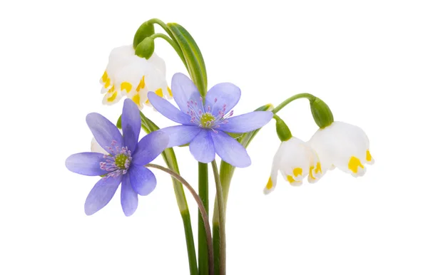 Primera Primavera Flores Aisladas Sobre Fondo Blanco —  Fotos de Stock