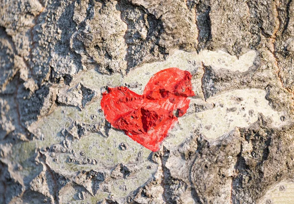 Červené Srdce Namalované Kůře Stromu — Stock fotografie
