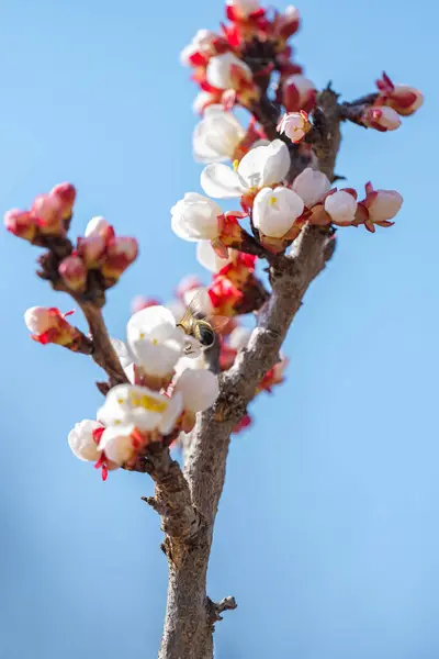 Цвітіння Абрикоса Сонячний День Навесні — стокове фото