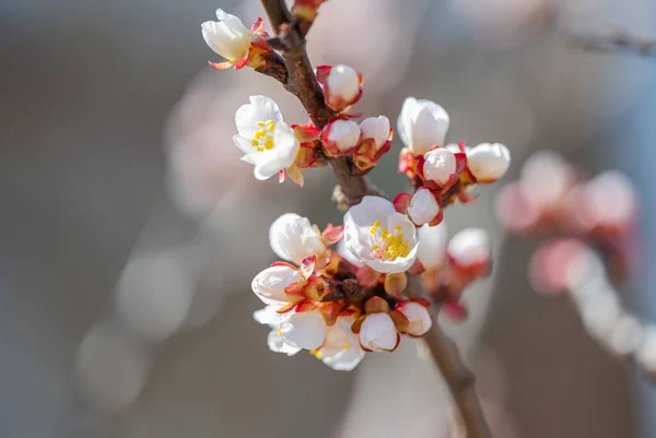 Aprikoosi Kukkii Aurinkoisena Päivänä Keväällä — kuvapankkivalokuva
