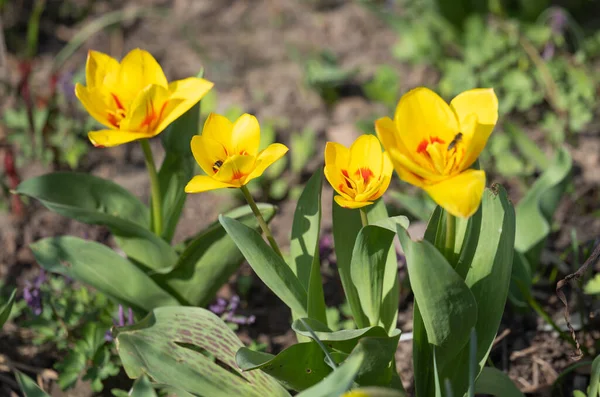 Yellow Red Tulip Blooming Flower Bed — Stock Photo, Image