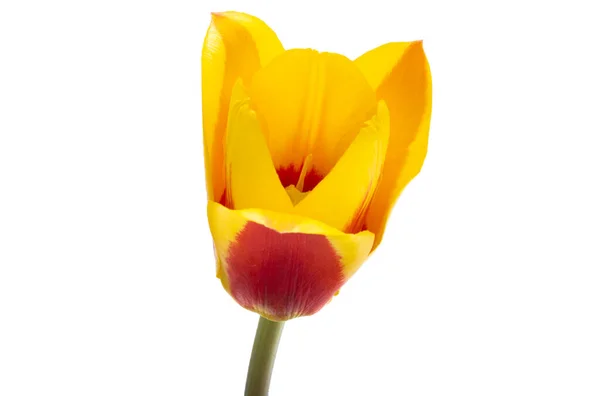 Žlutočervený Tulipán Izolovaný Bílém Pozadí — Stock fotografie