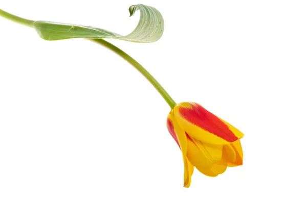 Gul Rød Tulipan Isoleret Hvid Baggrund - Stock-foto