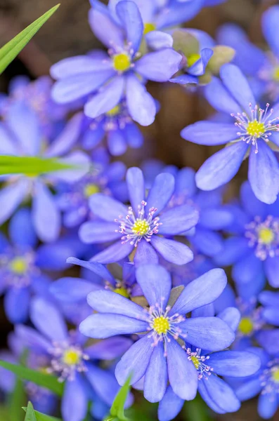 Hepatica Nobilis First Spring Flower Growing Forest — Stock Photo, Image