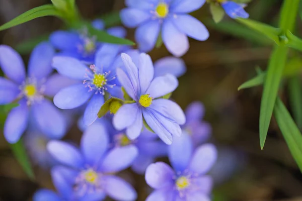 Hepatica Nobilis Πρώτο Ανοιξιάτικο Λουλούδι Που Φυτρώνει Στο Δάσος — Φωτογραφία Αρχείου