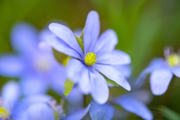 Hepatica Nobilis Πρώτο Ανοιξιάτικο Λουλούδι Που Φυτρώνει Στο Δάσος — Φωτογραφία Αρχείου
