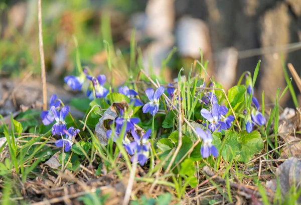 Belles Violettes Poussant Dans Une Prairie Printemps — Photo