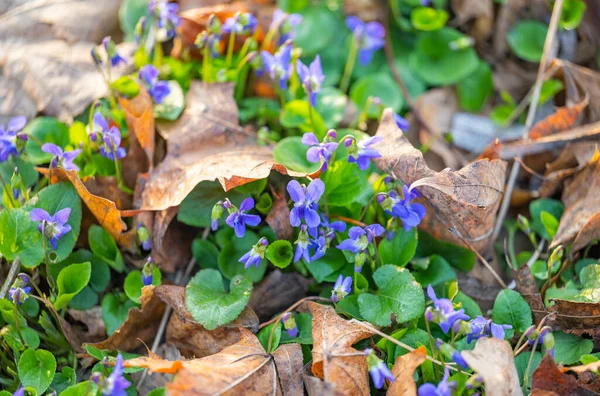 Belas Violetas Crescendo Prado Primavera — Fotografia de Stock
