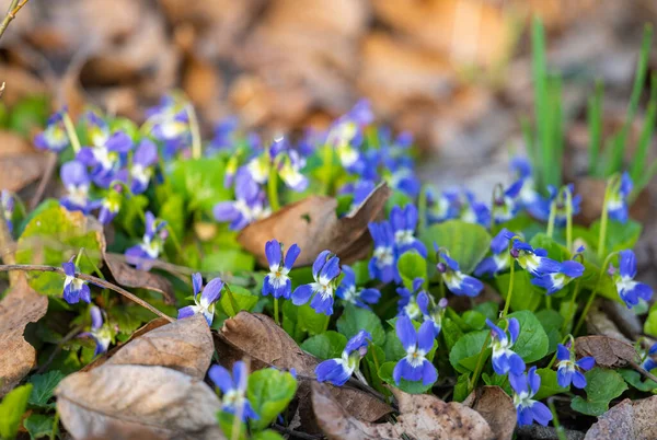Beautiful Violets Growing Meadow Spring — Stock Photo, Image