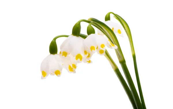 Primeiras Flores Primavera Isolado Fundo Branco — Fotografia de Stock