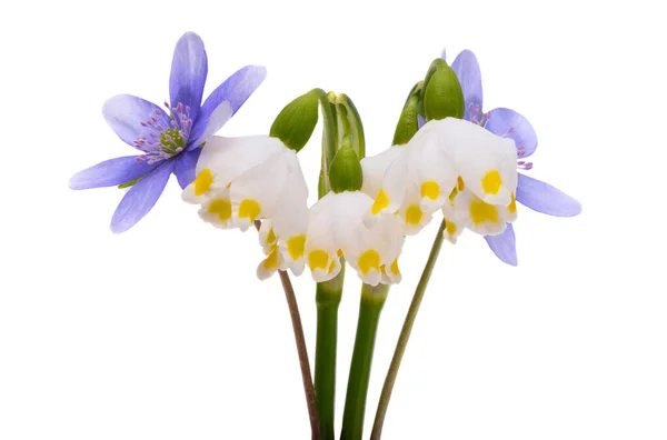 Első Tavaszi Virágok Elszigetelt Fehér Background — Stock Fotó
