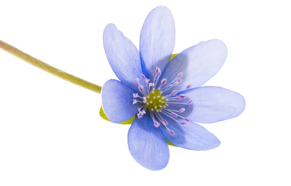 Flor Azul Isolado Fundo Branco — Fotografia de Stock