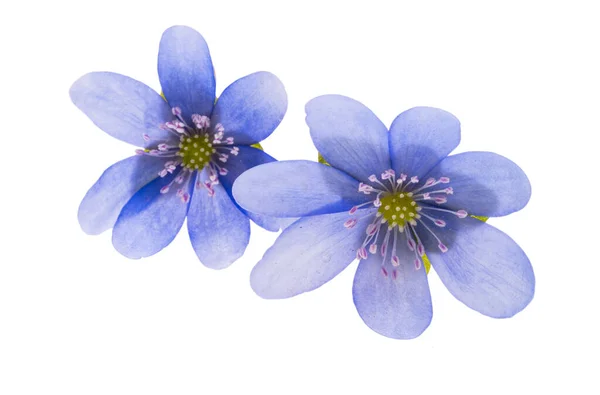 Flor Azul Aislada Sobre Fondo Blanco —  Fotos de Stock