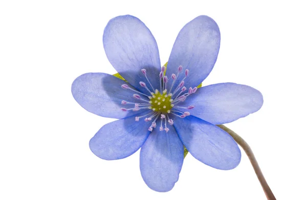 Flor Azul Aislada Sobre Fondo Blanco — Foto de Stock