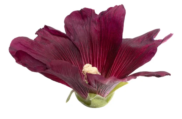 Beyaz Arka Plan Üzerinde Izole Ebegümeci Çiçeği — Stok fotoğraf