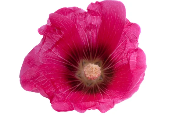 Beyaz Arka Plan Üzerinde Izole Ebegümeci Çiçeği — Stok fotoğraf