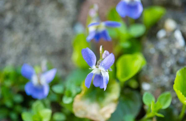 Beautiful Violets Growing Meadow Spring — Stock Photo, Image