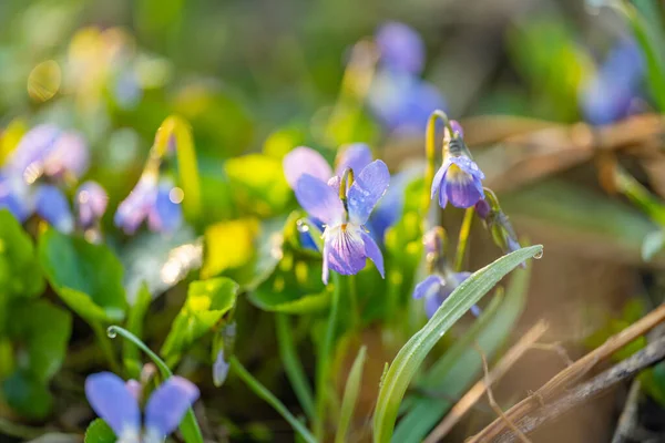 Schöne Veilchen Die Frühling Auf Einer Wiese Wachsen — Stockfoto