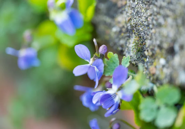 Stock image beautiful violets growing in a meadow in spring