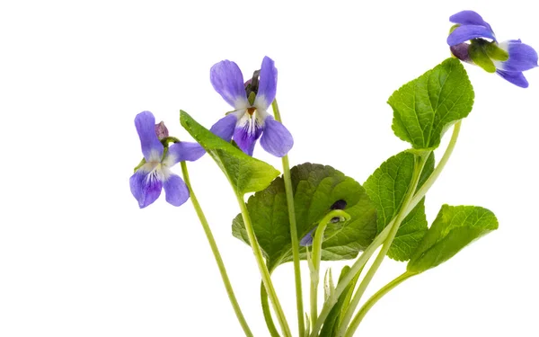 Forest Violet Isolated White Background — Stock Photo, Image