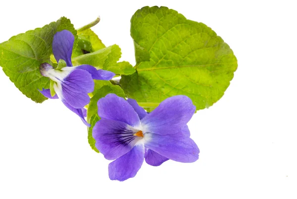 Forest Violet Isolated White Background — Stock Photo, Image
