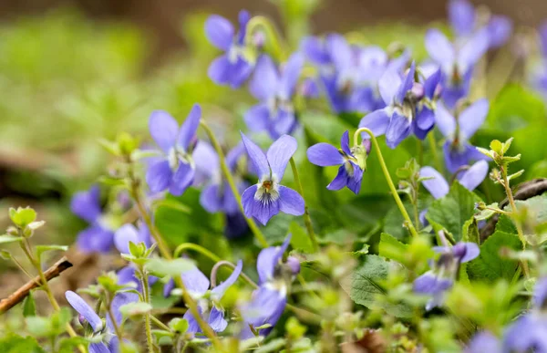 Belas Violetas Crescendo Prado Primavera — Fotografia de Stock
